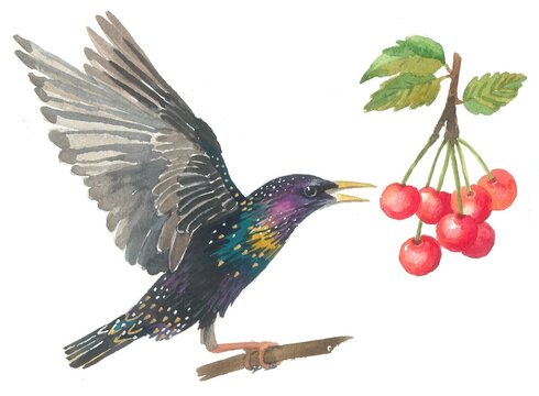 A starling flaps its wings and eats cherries. Painted in watercolor.