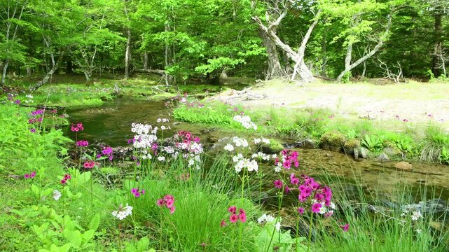 栃木県日光市　奥日光の千手ヶ浜に流れる川とクリンソウ