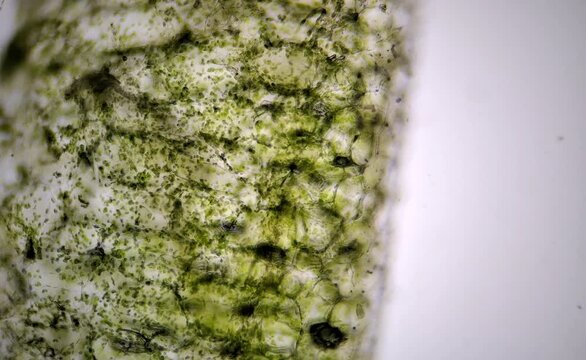 microscope image of leaf