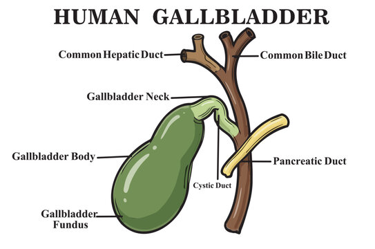 Labeled human gallbladder anatomy vector diagram with biliary system ducts.  