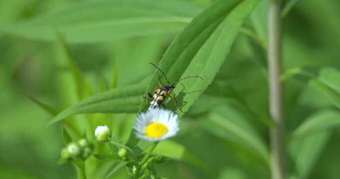 Macro - Spotted longhorn beetle