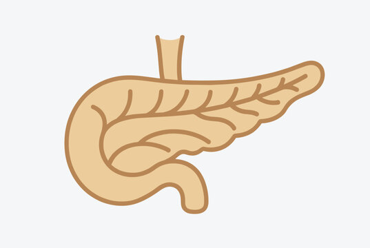 Detailed anatomical illustration of the human pancreas highlighting its glandular structure for medical and educational purposes.