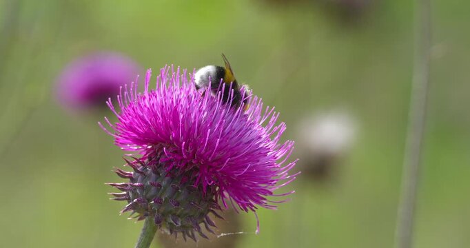 Macro - Bumblebee on a lilac flower