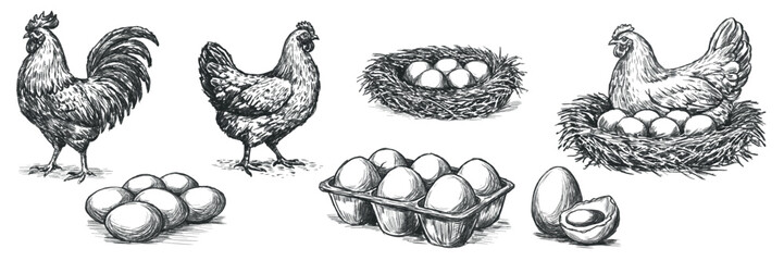 Vintage hand drawn vector collection of chicken, rooster, nest with eggs, egg carton and farm fresh eggs. Engraving style poultry illustrations isolated on white background for packaging, labels, menu © Julia
