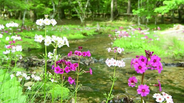 栃木県日光市　奥日光の千手ヶ浜に流れる川とクリンソウ