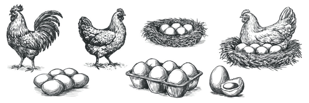 Vintage hand drawn vector collection of chicken, rooster, nest with eggs, egg carton and farm fresh eggs. Engraving style poultry illustrations isolated on white background for packaging, labels, menu