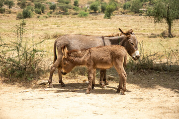 Naklejka premium Donkey with a baby in the Eritrean countryside