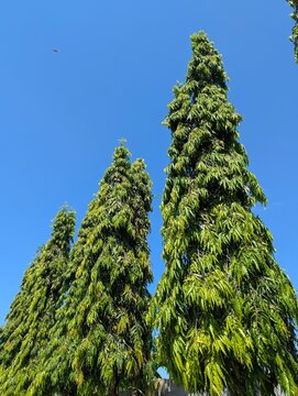 Cemetery Tree Canopy | Monoonia Longifolia Trees | Blue Sky Background 4K