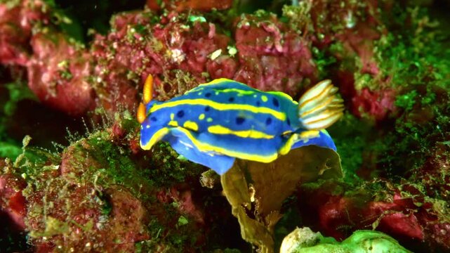 水中4K】相模湾 烏帽子岩の海洋生物：アオウミウシ