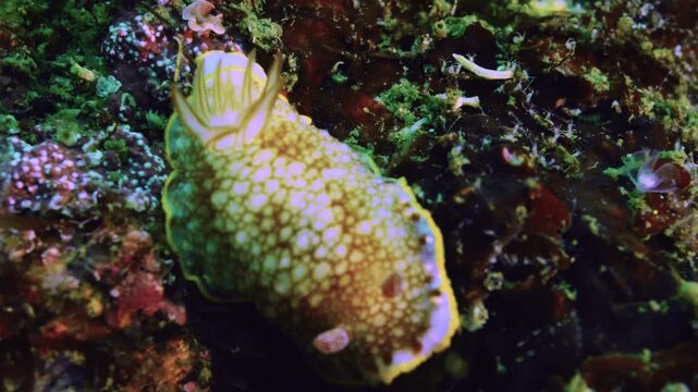 【水中4K】相模湾 烏帽子岩の海洋生物：ミヤコウミウシ