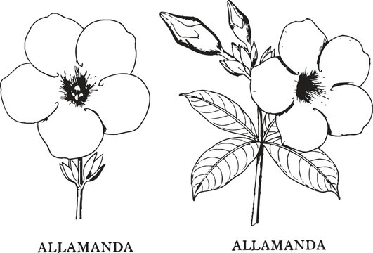 Detailed line drawings of allamanda flowers and leaves