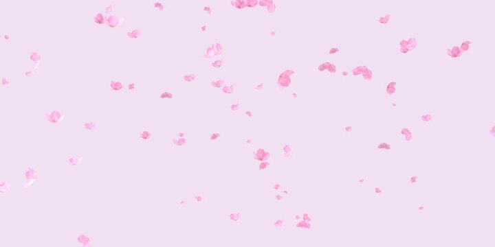 Flower  drift and fall in the wind, separating from the pink background. alpha channel at the end of the clip.