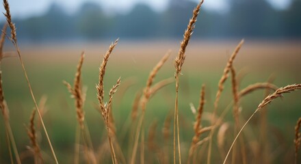 Fototapeta premium Golden wheat field landscape scene.