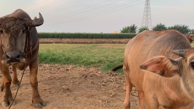 Adult water buffalo and calf walking toward camera in rural farmland static shot