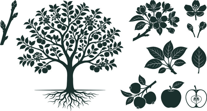 Apple Tree Anatomy Silhouette Vector Set Featuring Root System Botanical Blossoms Leaf Branches Fruit Buds and Cross Section Orchard Cutouts