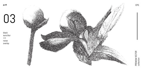 Obraz premium Grain peony bud with stipple vintage texture. Flower with leaf bitmap photocopy reproduction for minimalist decorative engraving. Brutal blossom print with stippling powder and blurry geometry