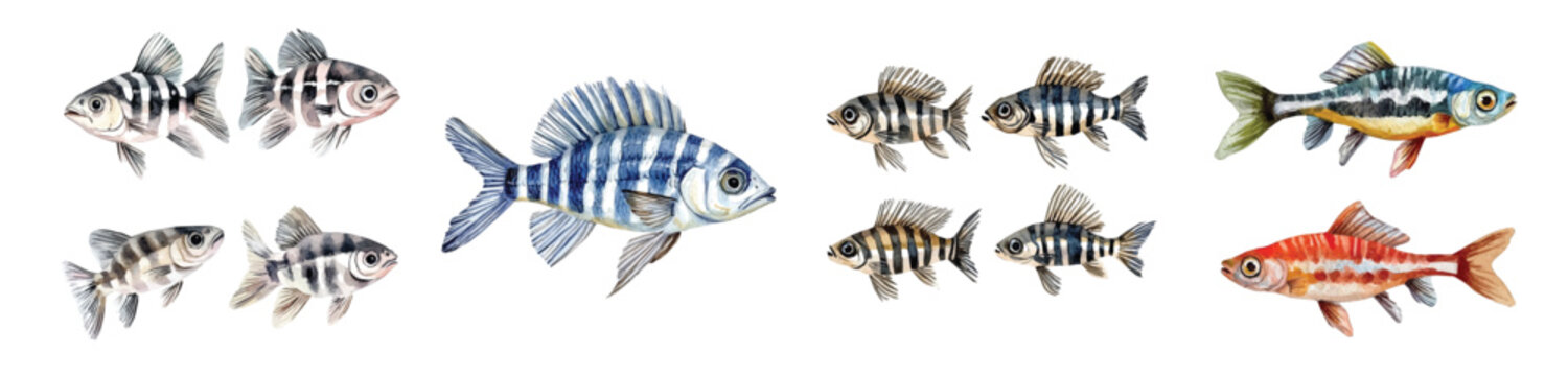 Collection of zebra fish paintings, Minimal yet artistic elements for creative designs. hand-drawn paint, Simple Illustration, A beautiful painting isolated on a white background, Sea animal set