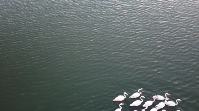 Aerial video of a pond filled with pink flamingos, showcasing beautiful bird patterns and a vibrant wetland habitat from above.