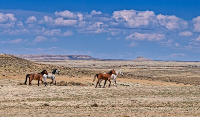 Obraz premium Wild Horses Walking in the Colorado High Desert