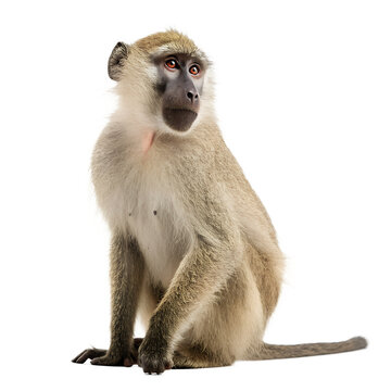 Vervet monkey sitting and looking away isolated on white background