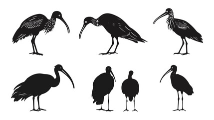 Obraz premium Silhouettes of elegant ibis birds in various poses, showcasing their distinctive curved beaks.