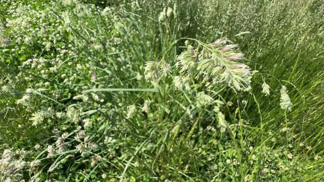 Close-up of Dactylis glomerata orchard grass blooming in a green field videos. Beautiful cock's-foot grass inflorescence on a sunny day, capturing natural botanical textures in summer meadow scenery.
