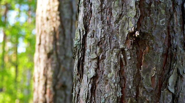 pine tree trunk with detailed bark texture and small ants crawling up and down. Calm forest scene showing natural insect activity and woodland ecosystem with soft green background