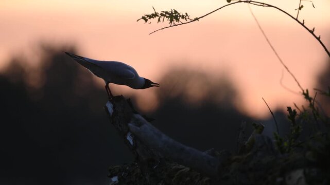 Black-headed gull perches on a weathered branch silhouetted by the vibrant pink and orange sunset sky