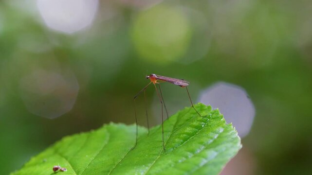 Crane Fly Resting on Green Leaf in Natural Habitat &ndash; Macro Wildlife Insect