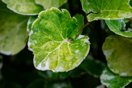 Close-up of green and white variegated Polyscias guilfoylei leaf with fresh water drops after rain.