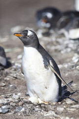 Fototapeta premium Gentoo penguin sitting a nest with an egg