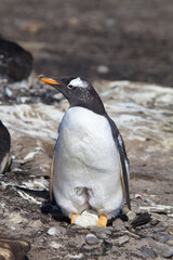 Fototapeta premium Gentoo penguin sitting a nest with an egg
