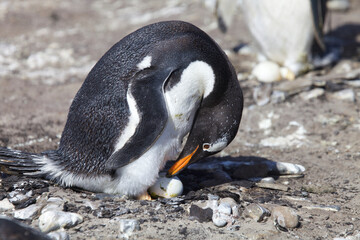 Fototapeta premium Gentoo penguin sitting on a nest with an egg