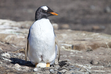 Fototapeta premium Gentoo penguin sitting on a nest with an egg