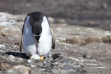 Fototapeta premium Gentoo penguin sitting a nest with an egg
