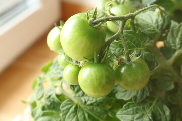 Fototapeta premium Green tomatoes hanging on a vine in a house. Harvest. Agricultural plants, flowering, harvesting, gardening.