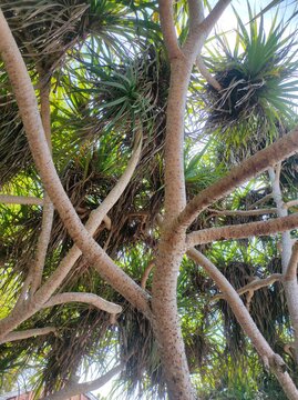 fragrant screwpine