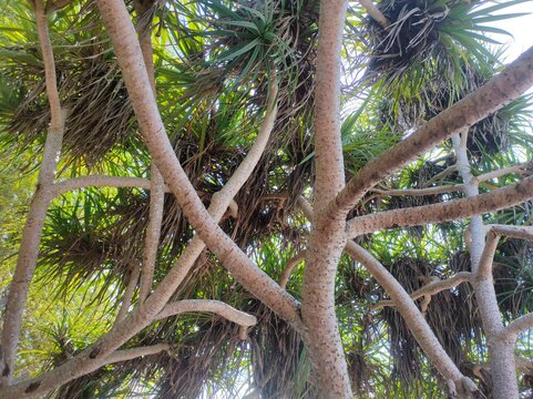 Pandanus odorifer