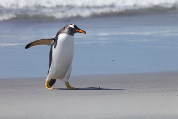 Fototapeta premium Gentoo penguin walking down the beach