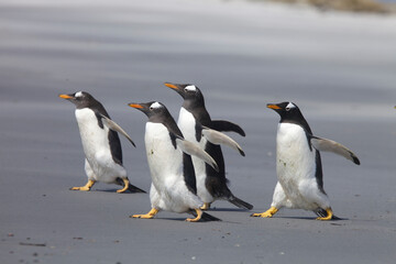 Obraz premium Gentoo penguins walking down a beach on the Falkland Islands