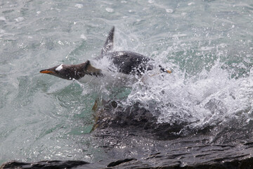 Naklejka premium Gentoo penguin coming out of the ocean on the Falkland Islands