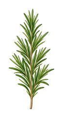 Fototapeta premium PNG Detailed rosemary herb illustration.