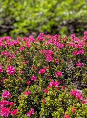 Fototapeta premium Numerous bright pink alpine roses cover the ground, forming a colorful carpet of flowers. Thanks to the shallow depth of field, the blossoms stand out clearly against the blurred background.