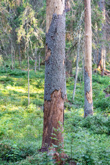Obraz premium Spruce tree with damaged bark surface showcasing work of bark beetle in wild forest, pests invasion in woods, pine tree dried out and died, ecosystem crisis and environmental catastrophe in woodlands