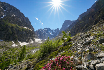 Obraz premium The sun shines down on a colorful high-mountain landscape in Écrins National Park in the French Alps. A dense carpet of bright pink alpine roses against rugged mountain peaks