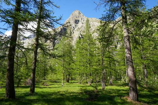 A sparse larch forest stretches out before a striking, light-colored rocky peak beneath a cloudless blue sky. Lush green meadow and numerous trees