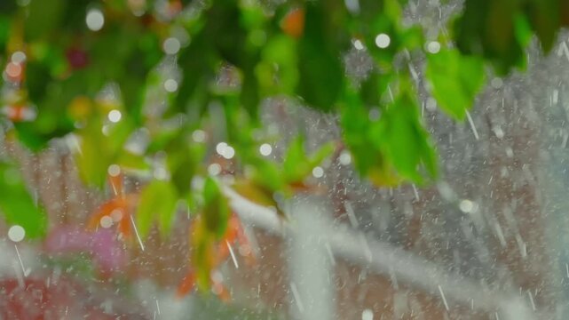 Rain falling on the green leaves at sunset.