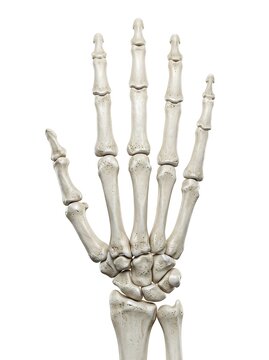 Human hand skeleton, dorsal view detailed anatomical 3d rendering of the bones of the hand and wrist, isolated on white background