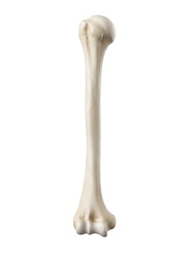 Humerus bone isolated on white background