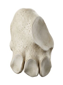 Human calcaneus bone, superior view, isolated on white background